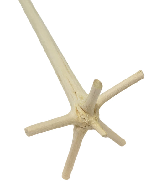 Traditional Swizzle Stick aka le Bois Lélé from Martinique