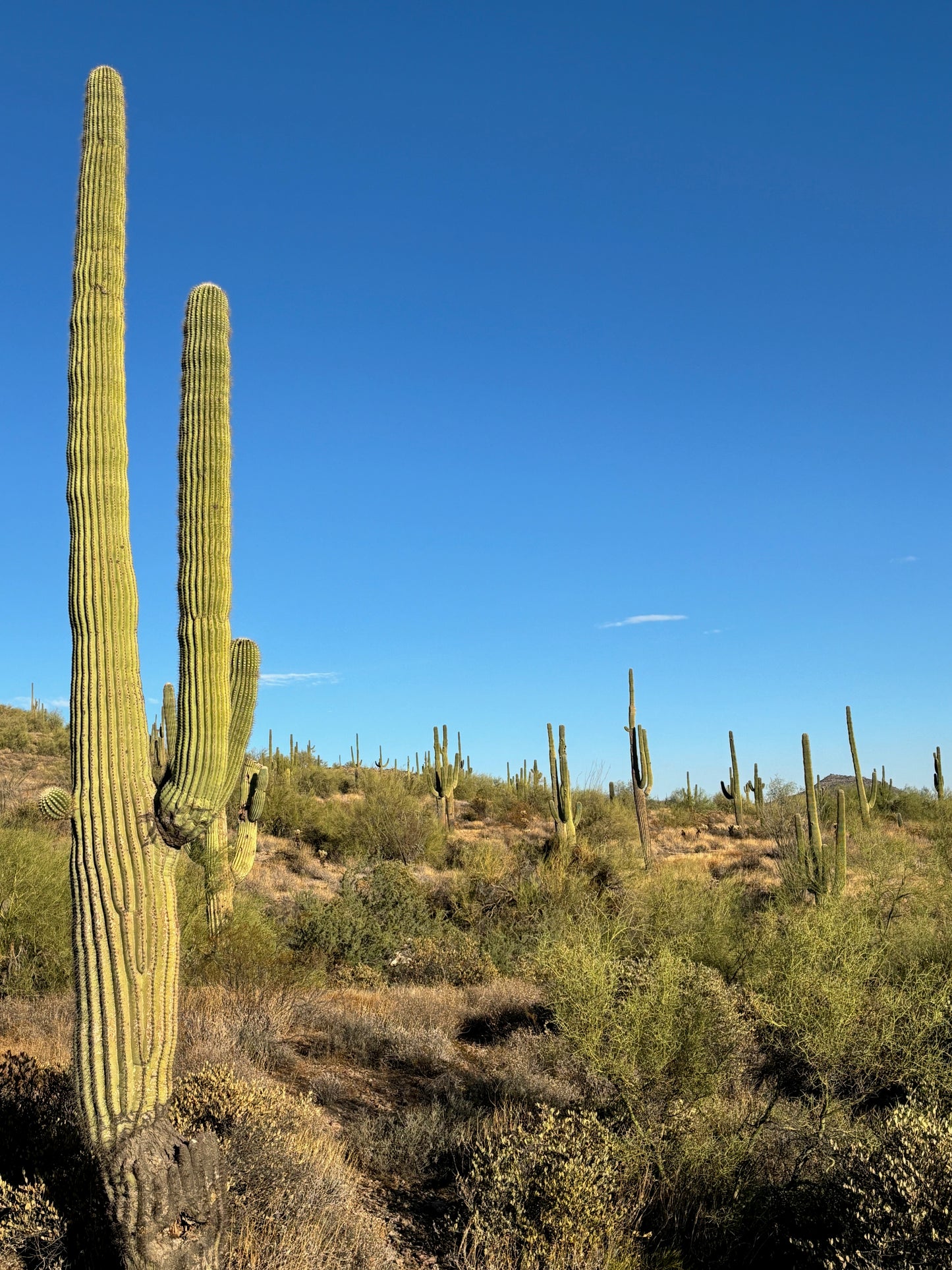 Mexican Molcajete Hand-Carved from Volcanic Stone | 3.5 Cup Capacity